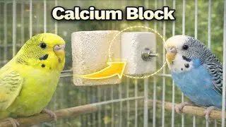 Calcium Block For Budgies 🦜 | My Pets Journey 