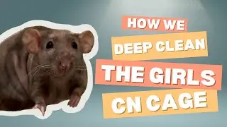 Rats help mom clean their cage - DEEP clean