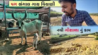 આજે નવી ગૌશાળાએ ગયા ૧૦ દિવસ માં બધું બદલાઈ ગયુ🤩| રૂપાળી ગાય વિયાણી🎉