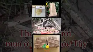 B&ecirc;n trong m&ugrave;ng nu&ocirc;i Ruồi bố mẹ c&oacute; g&igrave;? #ruoilinhden #saucanxi #docla