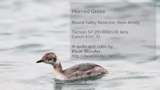 Horned Grebe