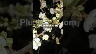 FAMOUS PLUM BLOSSOM IN TAIWAN #Plumblossoms #taiwan