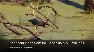 Shooting Handheld Canon R5 Birding Video with a 600mm Lens