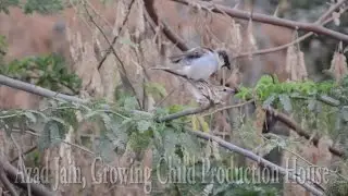 Sparrow Couple Playing on thorn tree, Babul(Acacia nilotica) in Bhinmal, Rajasthan, Indian animals
