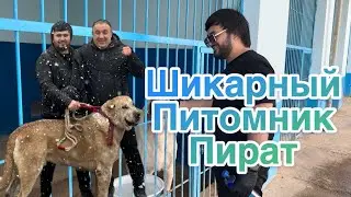 Самый лучший Питомник КВ в Узбекистане Пират небольшой обзор для любителей собак крупных пород
