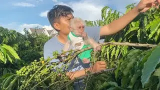 Baby monkey SinSin and Dad experience an interesting life on a coffee farm