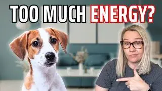Pros and Cons of Owning a Jack Russell Terrier | Is a JRT Puppy Right for You?