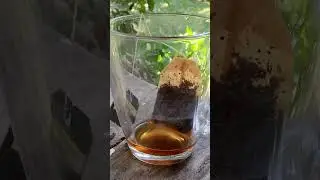 Tea Time Terrarium Calming & Relaxing - ASMR
