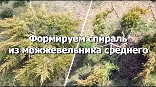 Формируем спираль из можжевельника среднего | Формировка можжевельника в спираль