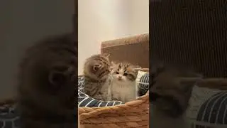 Kitten Sisters&rsquo; Sweet Bonding - Cutest Friendship Moments #cat #kitten #cutecats #pets #purrfectpets