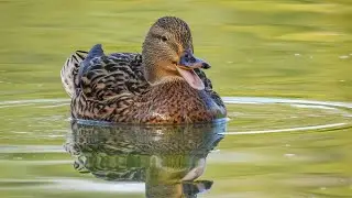 LE CRI DU CANARD 🦆 COLVERT FEMELLE QUI CRIE 🦆  AU PARC DE COULONDRES A ST GELY DU FESC