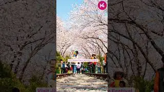 What to do in Spring in Korea? Visit Jinhae Cherry Blossom Festival #koreatraveleasy