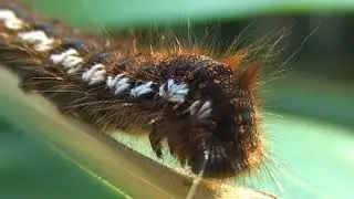 Caterpillar philudoria potatoria - Гусеница. остров Кунашир
