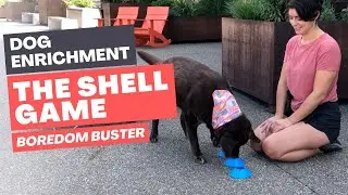 Dog Enrichment Tutorial: The Shell Game with Senior Labrador Lucy | Brain Games for Bored Dogs