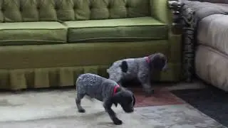 German Shorthaired Pointer Puppies for Sale