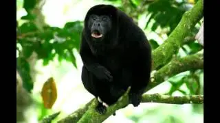 Singe hurleur de guyane