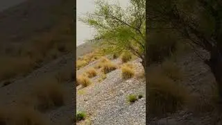 dove hunting shot video subscribe my YouTube channel