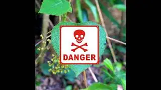 World Dangerous Plant don't touch this ll#akshorts1432 kshorts#shortsvideo#trendingvideo
