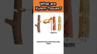 Что такое ксилемные ткани?