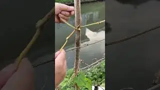 This Bean Vine Is Nature&rsquo;s Rope in the Garden! #farming #diy #tricks