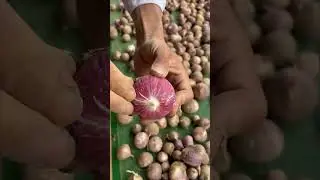 Fresh Purple Single Clove Garlic! 🧄✨ #shorts #garlic #farming #cookinghacks #ytshorts #healthyfood