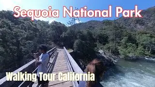 🌲Beauty of Paradise Creek Trail - Exploring Sequoia National Park Serene Walking Tour