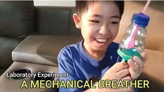 Science Laboratory Experiment / Mechanical Breather / How do lungs work?