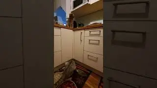Savannah Cat Fun in the kitchen Savannah F5 Веселье на кухне