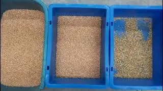 Fowler Westrup Color Sorter - Sorting of Toor dal