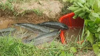 Amazing Fishing Videos Catch A lot Of Fish By Basket Fish Trap-Traditional Best Basket Fishing Trap