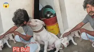 dangerous Pitbull Le Rahe Han 🥳 || bully Dog || Mitha pets vlog