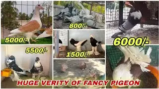 Huge Verity Of Pomeranian Pouter, Megpie Pouter,King,Giant Homer,Racing Homer Kabutar