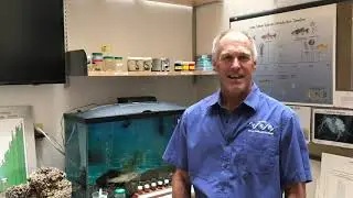 Tahoe Science Center - Mysis Shrimp