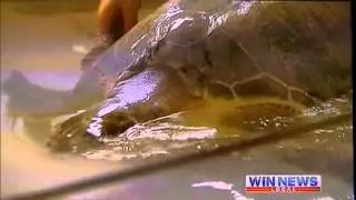 Bob Irwin excited by Greg Hunts $300,000 grant to Jen Gilberts turtle rehab,