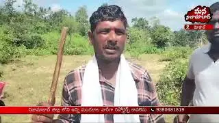 Cheetah Roaming in the Forest Area of ​​Kulaspur Village | Mana Nizamabad