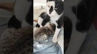 #cat #feedingshorts #baby #kitten