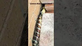 Eastern Blue tongue Lizard #nature #wildlife #conservation #travel #biodiversity #plants #lizard