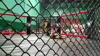 Best Mizo  MMA knock out..  Joshua