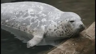 The Ultimate Funny Animal Compilation 2025 🐾 Hilarious Dogs & Cats Moments