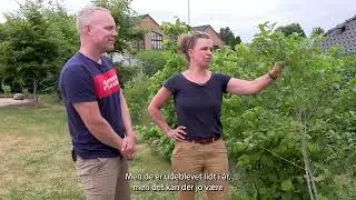 Vild have