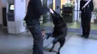 LO SPECIALE SUL LAVORO DELL' UNITA' CINOFILA DEI CARABINIERI DI VILLANOVA ALBENGA