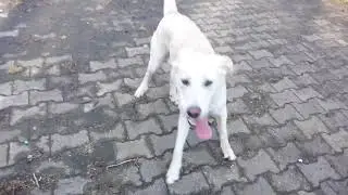 09 M&auml;rz 2018 Hundepension Schlappm&uuml;hle 1 1