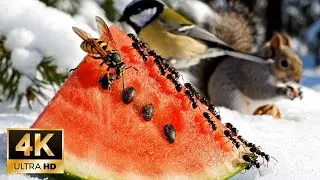 Cat Game: Ants and Wasps Eating Watermelon in the Snow - 4K Ultra HD
