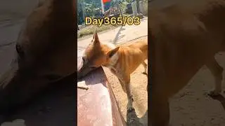 Dog🐕 lover 🐕#animal #help