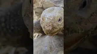 The African Spurred Tortoise: The Reptile Zoo 😁La TortugaAfricana DeEspolones: ElZool&oacute;gicoDeReptiles