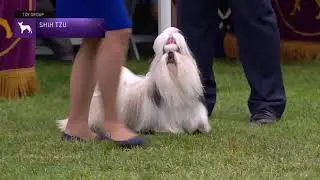 Shih Tzu | Breed Judging 2021