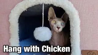 My Odd-Eyed Sphynx Cat Relaxing in Her Cat House