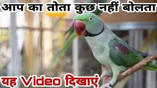 Parrot sound // Alexander parrot // Parrot voice // parrot sound mithu 🦜