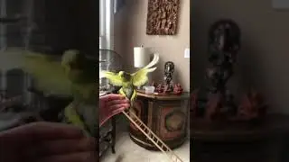 Recall training for my budgie