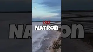 Red lake of Africa &mdash; truth behind &ldquo;turns to stone&rdquo; | Lake Natron #shorts